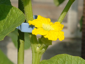 メロンの花。かぼちゃの花に似ています。