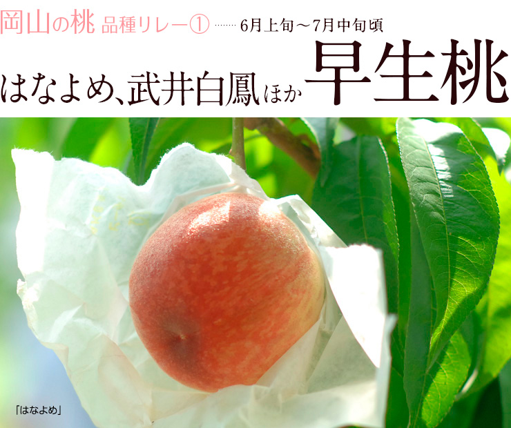 はなよめ、武井白鳳ほか早生桃