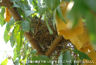 ���䂳��ޏ�