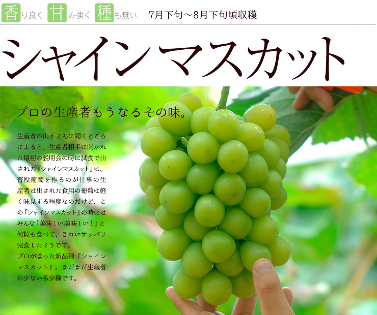シャインマスカット 通販「岡山果物カタログ」では産地直送いたします。