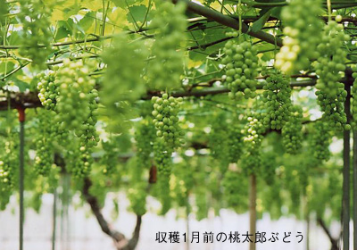 収穫前の桃太郎ぶどう