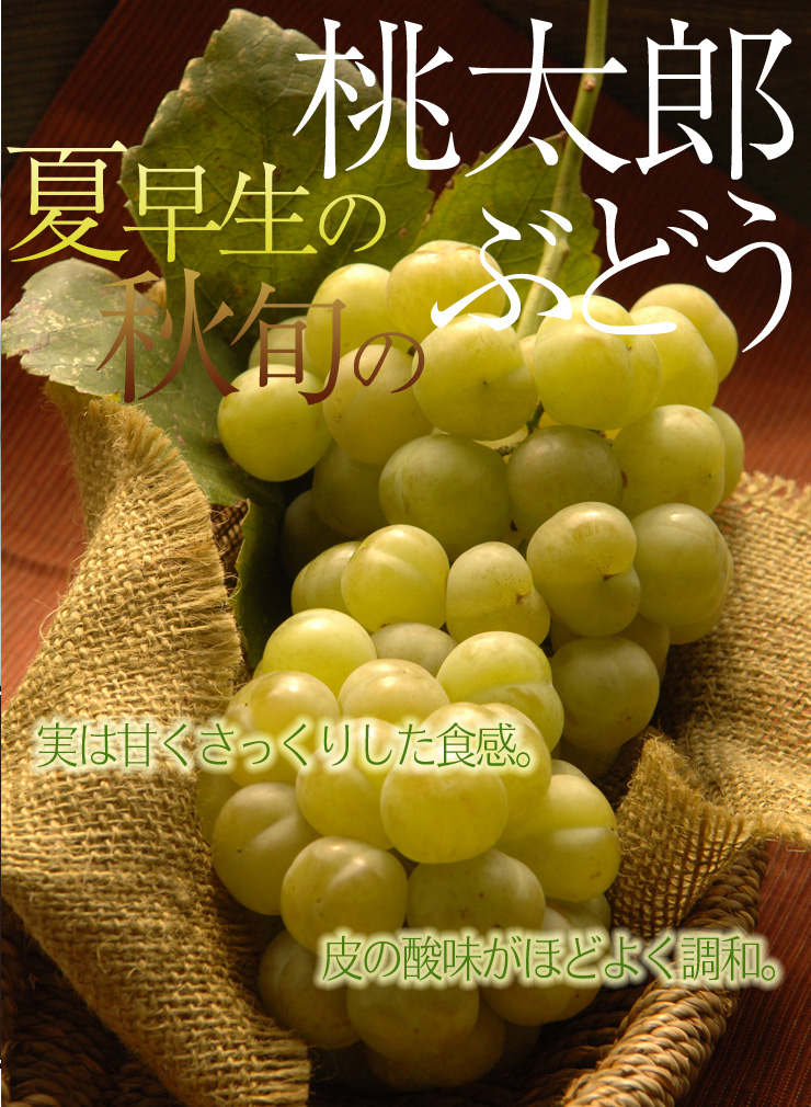 夏早生桃太郎ぶどう 秋旬の桃太郎ぶどう
