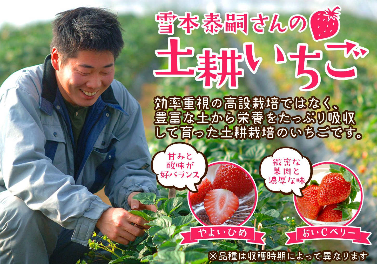 雪本泰嗣さんの完全土耕栽培イチゴ