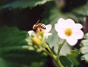 受粉にかかせないミツバチが近年なぜか激減。