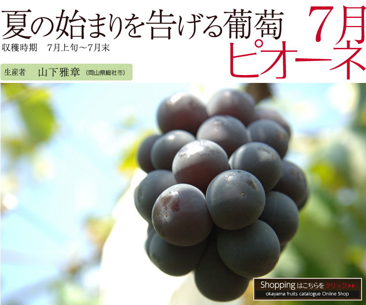 7月 7月ピオーネ 岡山果物カタログ