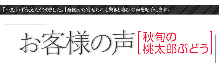 お客様の声　秋旬の桃太郎ぶどう