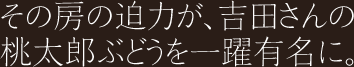 その房の迫力が、吉田さんの桃太郎ぶどうを一躍有名に