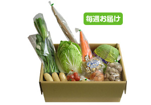 【毎週定期購入】野菜BOX[お手軽]10～12品