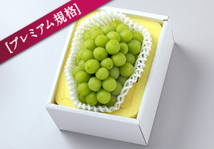 【限定30箱】吉田シャインマスカット1.2キロ