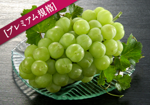 【限定30箱】吉田桃太郎ぶどう1.2kg