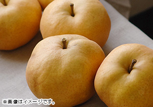 岡山のあたご梨 6玉