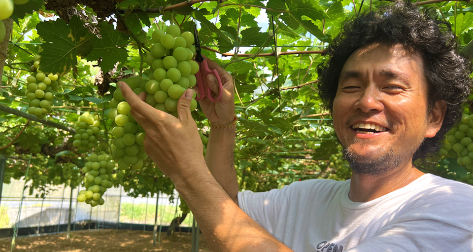 秋のマスカットオブアレキサンドリア生産者行坂本典隆さん
