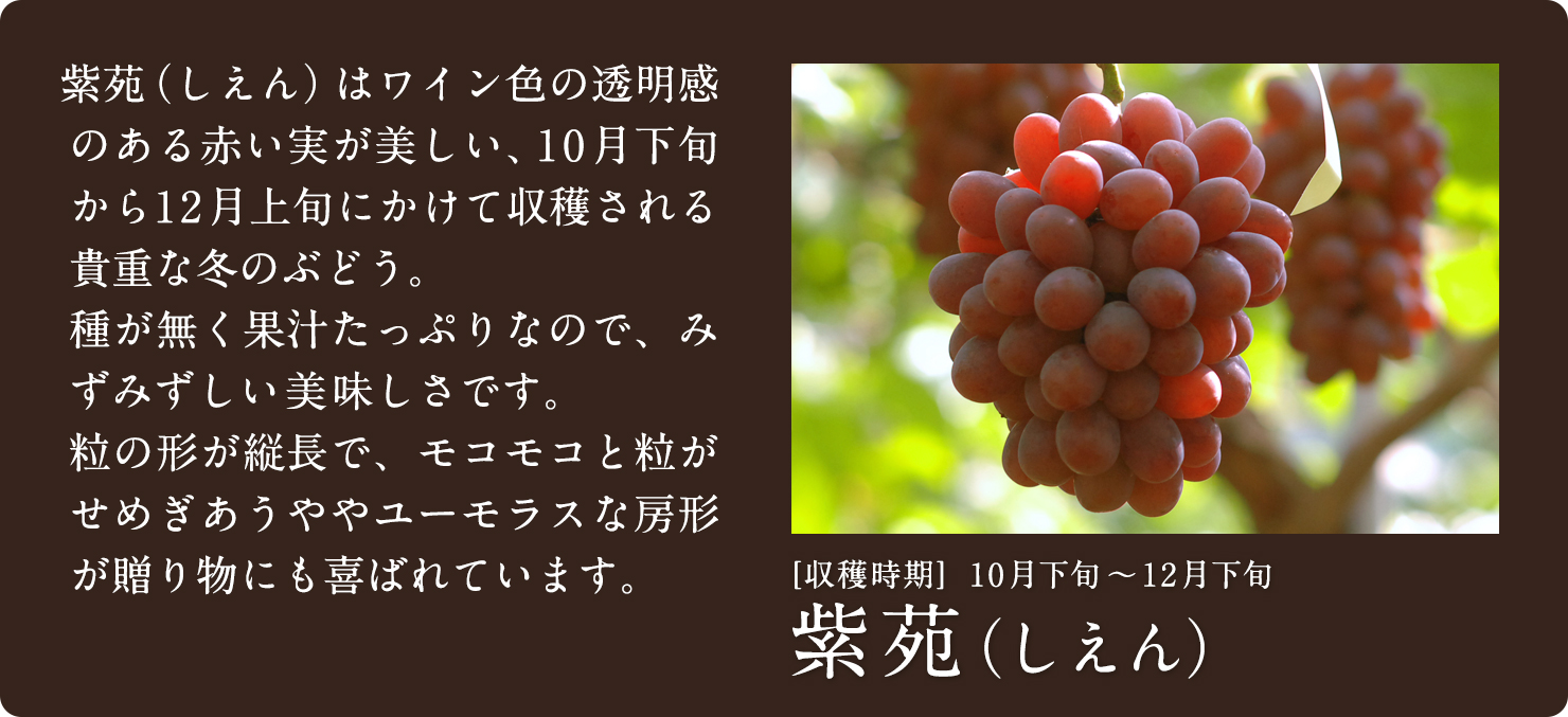 紫苑