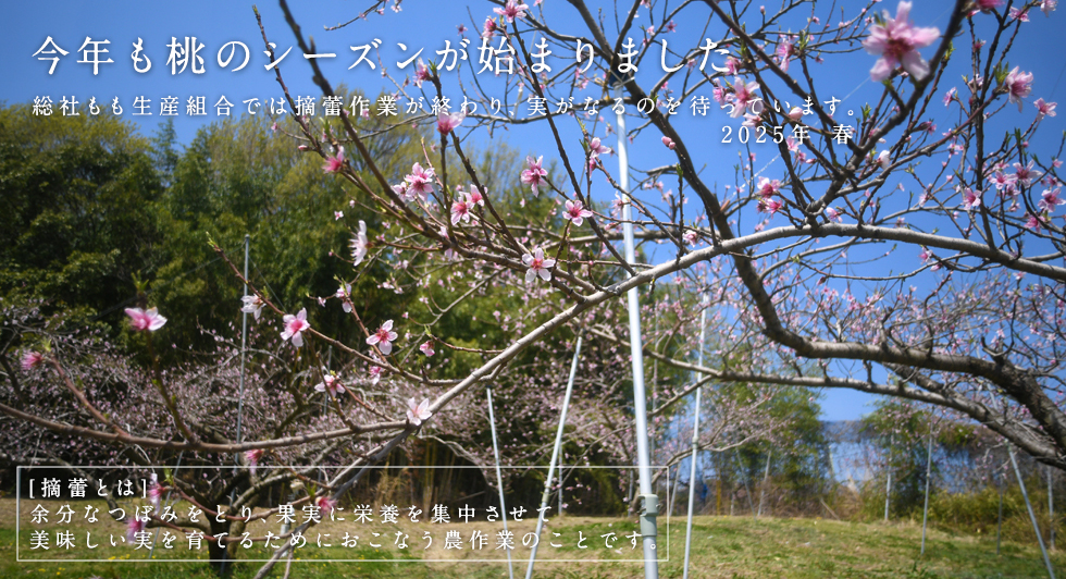 桃のシーズンが始まりました！