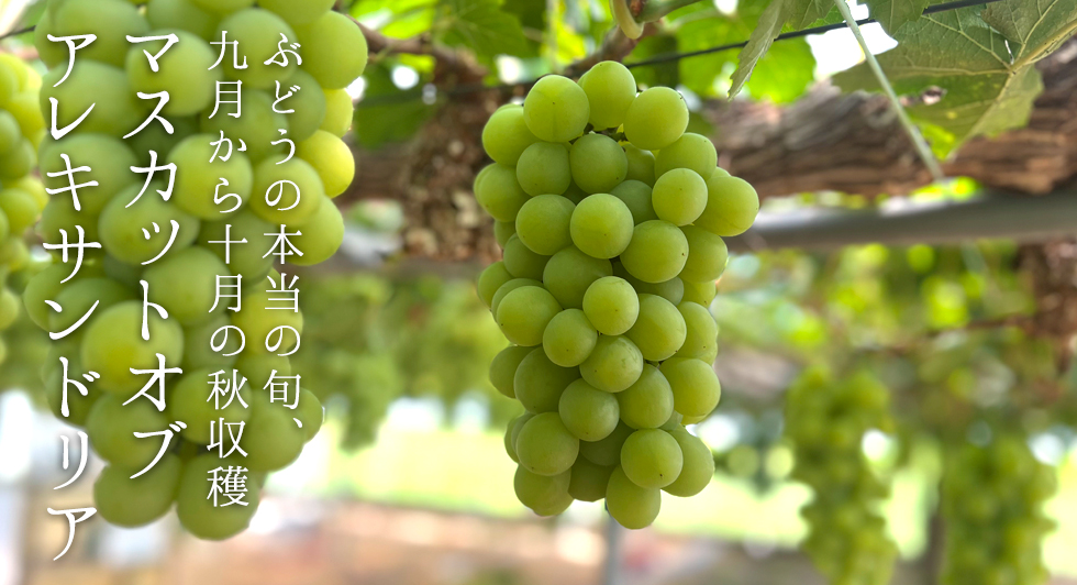 坂本典隆さんの秋のマスカットオブアレキサンドリア