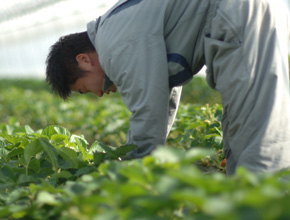 収穫はけっこう無理な体勢が続く