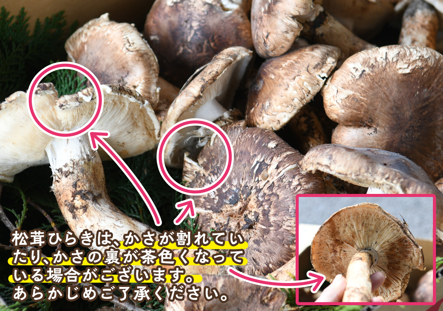 松茸ひらきについて