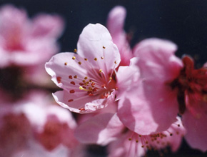 清水白桃の花2
