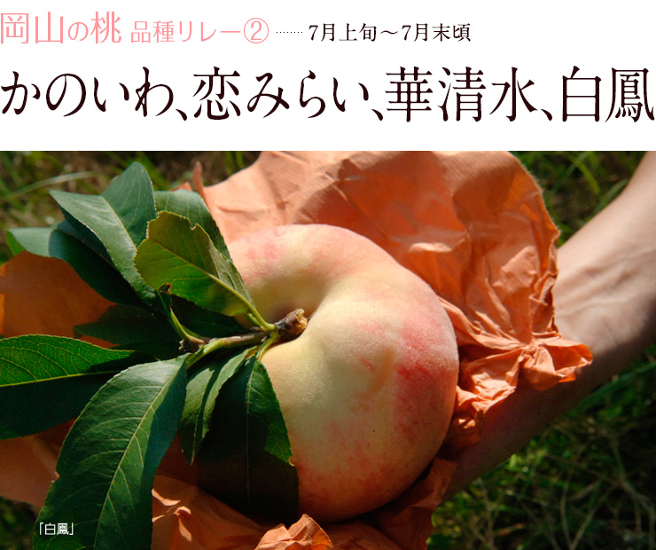 7月 恋みらい かのいわ白桃 華清水 白鳳 岡山果物カタログ 7月 恋みらい かのいわ白桃 華清水 白鳳 岡山果物カタログ