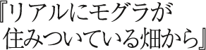 『リアルにモグラが住みついている畑から』