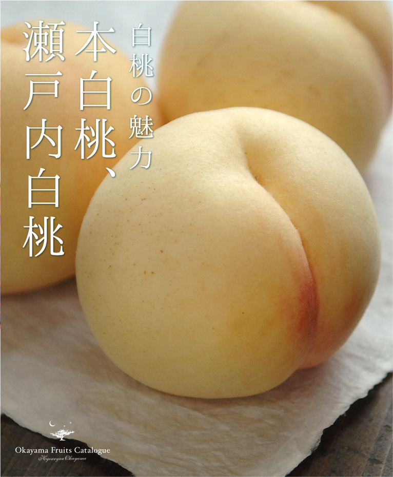 岡山の白桃 8月の桃