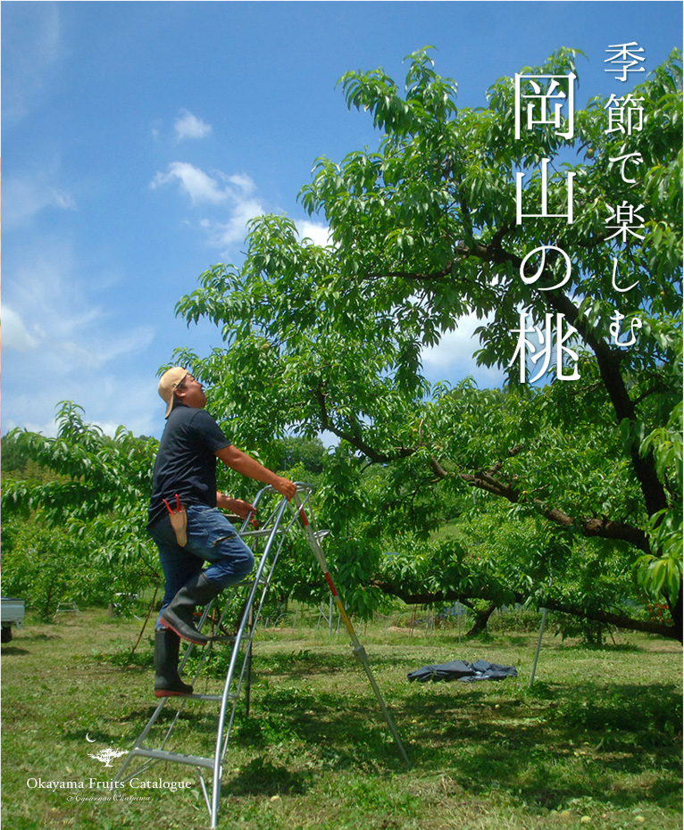 岡山の葡萄「全部」食べ尽くし