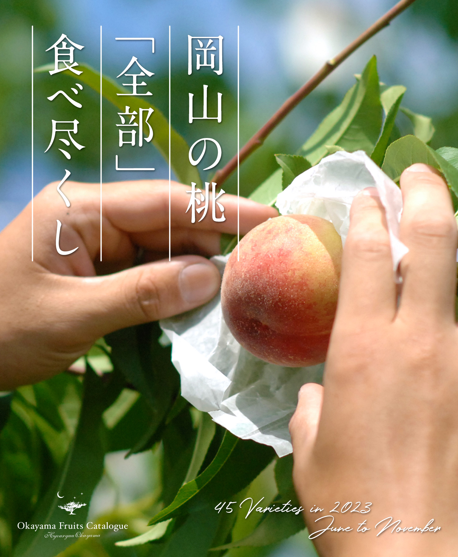 岡山の桃全部食べ尽くし | 岡山果物カタログ