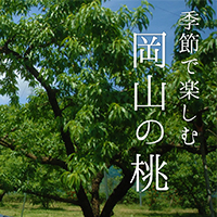 岡山の桃
