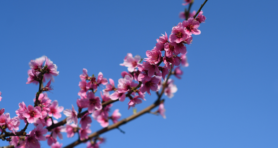濃いピンク色の桃の花