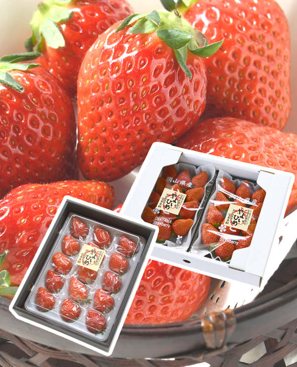 雪本さんの土耕栽培いちご（岡山県産）