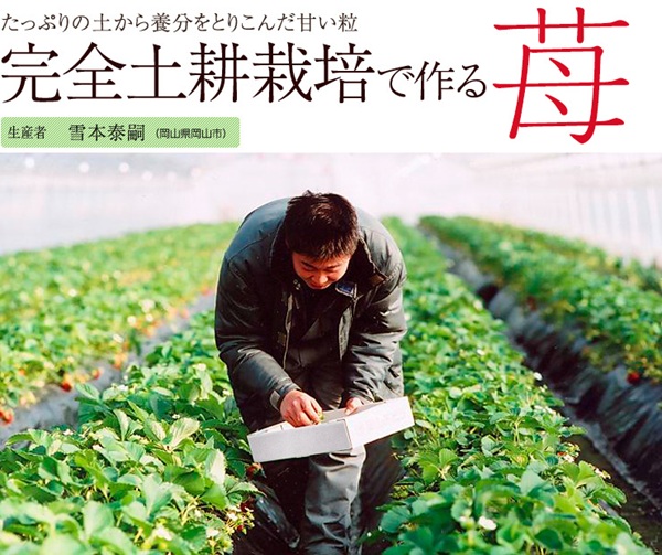 生産者 雪本さん（岡山県） 土耕栽培いちご