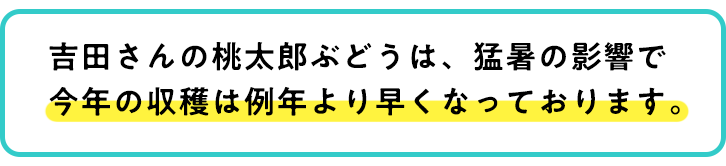 吉田さんの桃太郎ぶどうは、猛暑の影響で今年の収穫は例年より早くなっております。