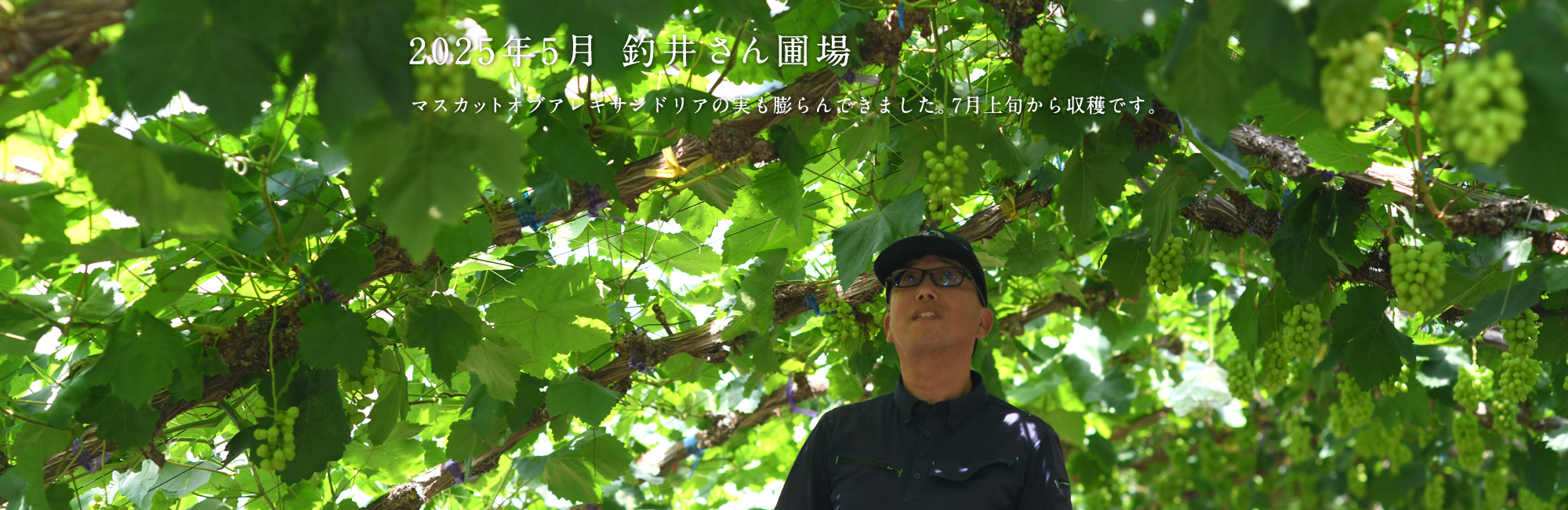 マスカットの実も少しずつ膨らんでいます