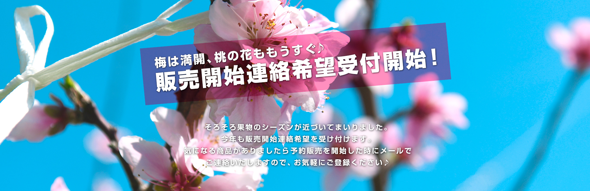 気になる果物が販売開始した時にメールでご連絡いたします♪予約販売開始連絡希望始めました