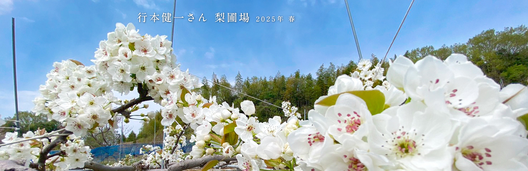 梨の花も満開です♪