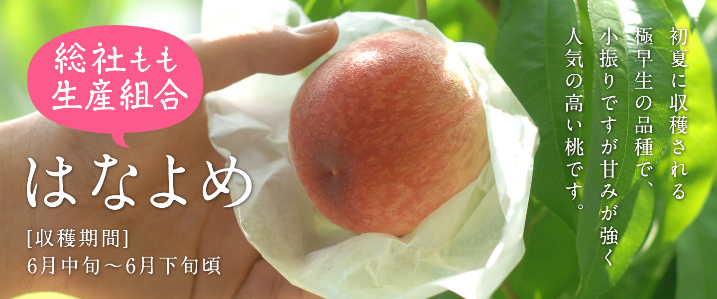 最初に収穫される桃、はなよめです