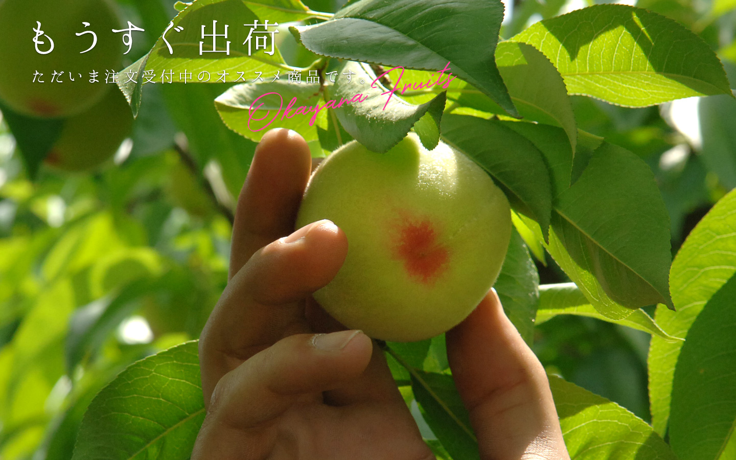 もうすぐ出荷