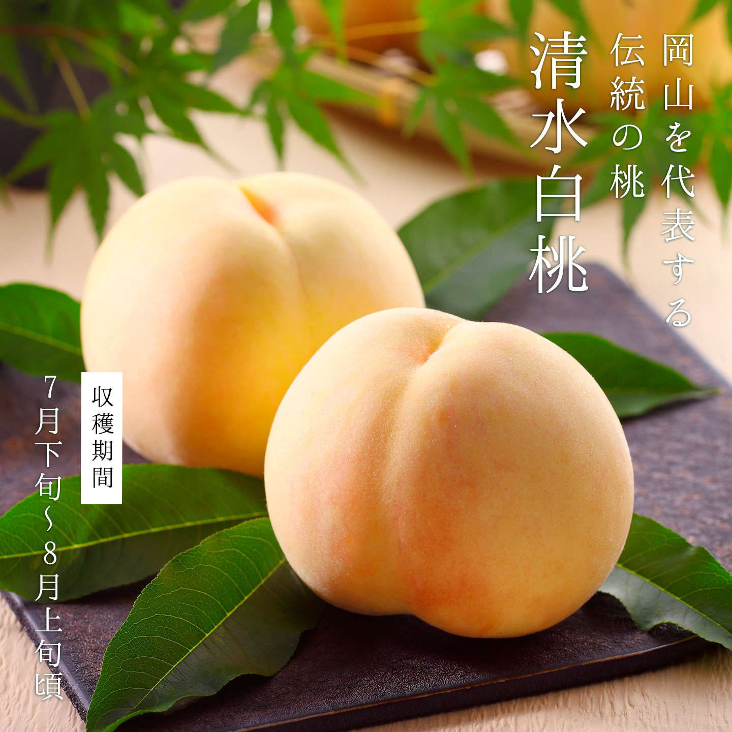 激安 産直 岡山白鳳白桃♡家庭用2kg 大玉