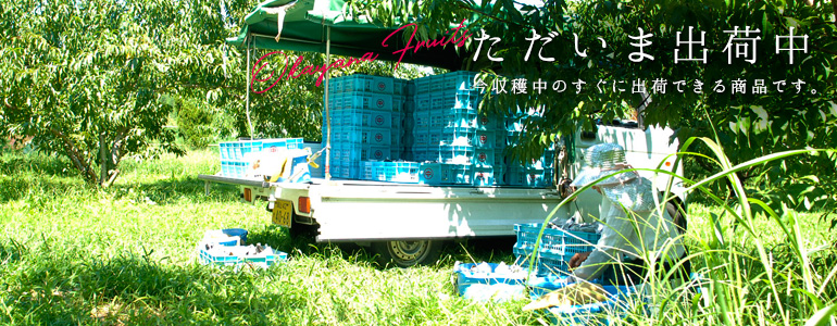 ただいま出荷中の果物