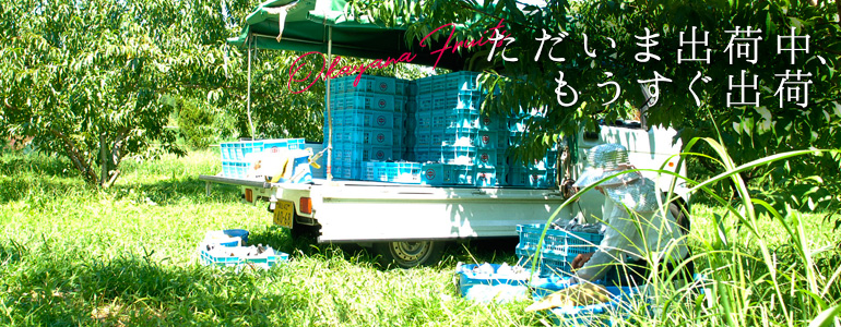 ただいま出荷中の果物,もうすぐ出荷の果物