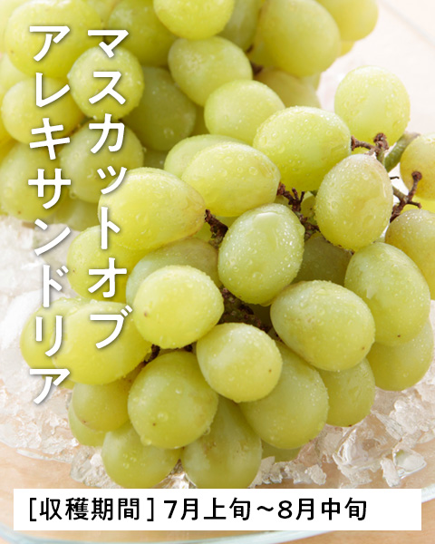 岡山のマスカットオブアレキサンドリア