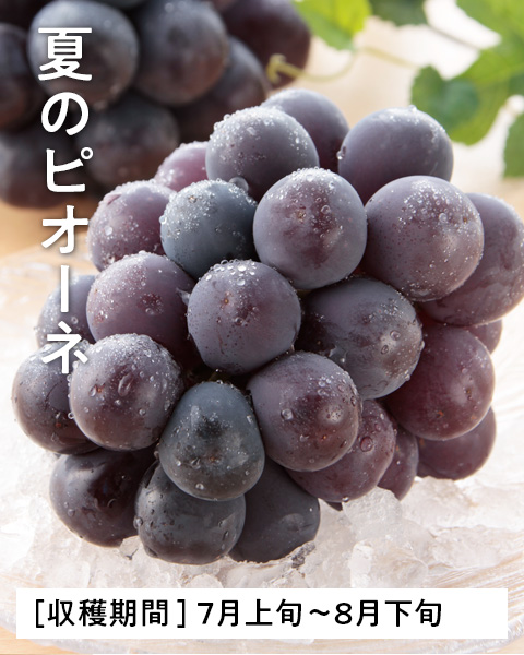 岡山のピオーネ