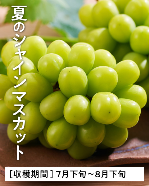岡山のシャインマスカット