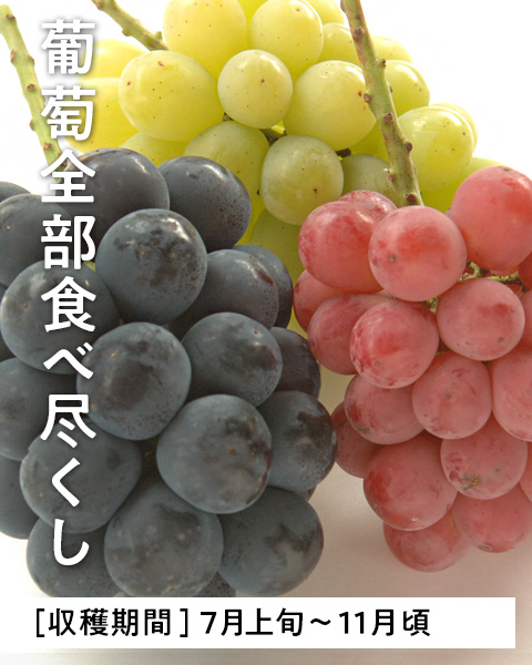 葡萄全部食べ尽くしコース