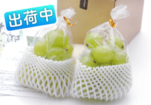 摘み落とし秋旬の桃太郎ぶどう