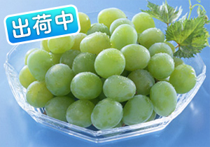 摘み落としマスカットオブアレキサンドリア