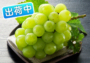 極大粒翠峰
