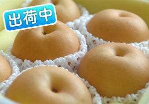 ご家庭用梨