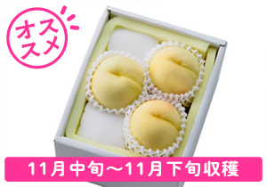 冬美白3玉