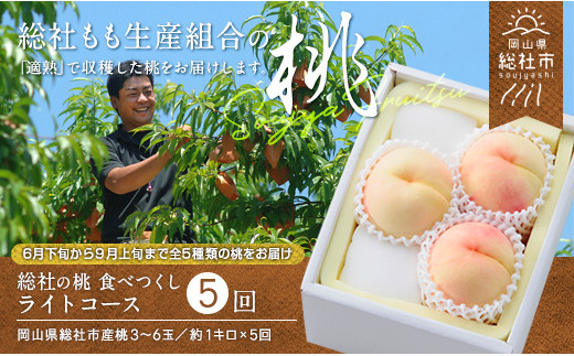 ぶどう「紫苑【大房2房】」